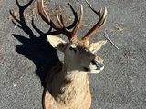 a dead deer head on the ground with antlers on it