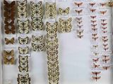 many different types of butterflies displayed in a display case