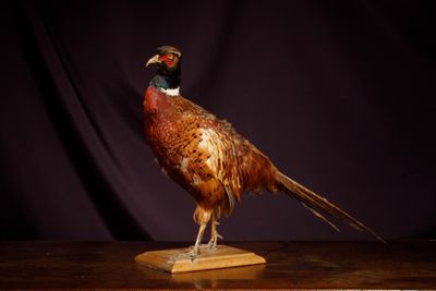 un oiseau posé sur une table en bois