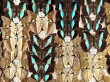 a lot of butterflies that are on display in a display case