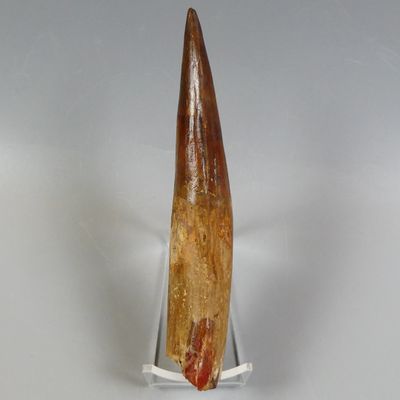 an image of a large fossil tooth on a clear stand
