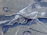 a drawing of a crab that is on the ground
