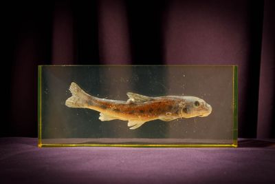 a fish in a glass tank on a purple surface
