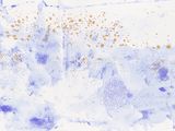 a blue and white painting on the wall of a bathroom
