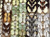 many different types of butterflies displayed in a display