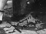 black and white photograph of a woman ' s legs and a cat on a sidewalk