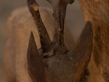 a close up of a statue of a goat on a rock