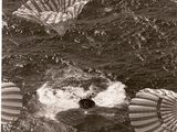 Plusieurs parachutes survolent l'océan.