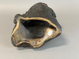 an image of a black and gold clam shell on a white surface