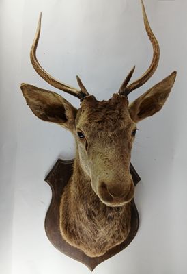 une tête de cerf fixée au mur d'une pièce