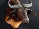 une tête de taureau accrochée au mur sur un fond noir