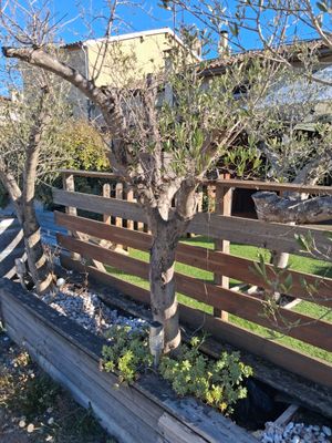 a wooden fence with a tree in the middle of it