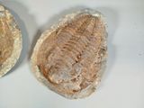 two fossils that are sitting on a white surface