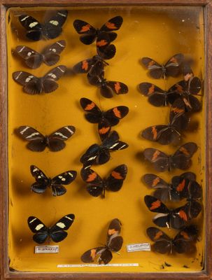 une image représentant un arrangement de papillons dans un cadre en bois