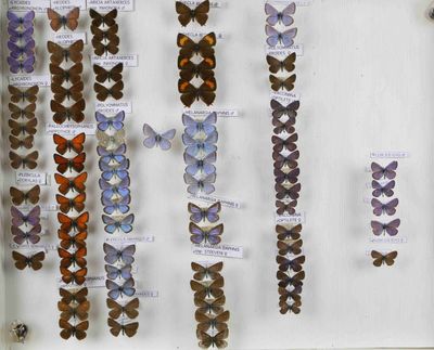 de nombreux types de papillons différents présentés dans une vitrine