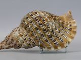 a seashell on a glass stand on a white surface