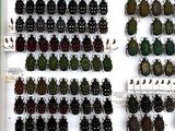 a lot of beetles that are on display on the wall