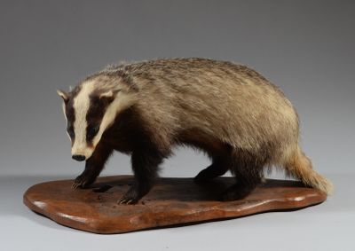 un petit blaireau posé sur un socle en bois