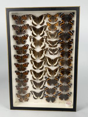 a framed display of butterflies in a shadow box