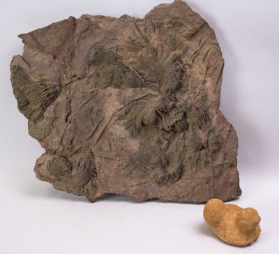 FOSSILES : Plaque avec crinoïdes, environ -500 millions d'an…