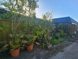 beaucoup de plantes en pot devant une clôture