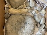 a box full of rocks and shells on the floor
