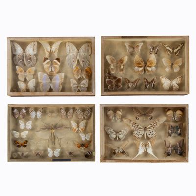 trois boîtes en bois contenant des coquillages, sur fond blanc