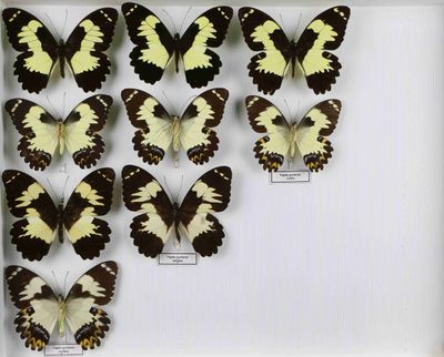 de nombreux papillons exposés dans un cadre blanc