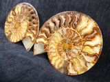 two fossilized ammonites on a black background