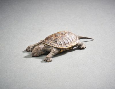 a small turtle that is laying down on the ground