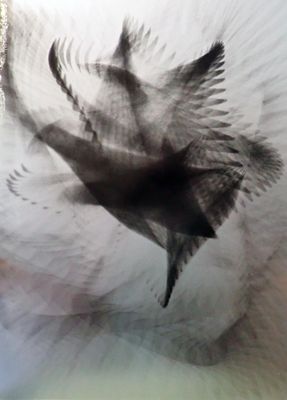 un oiseau qui vole dans les airs