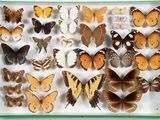 de nombreux types de papillons dans une vitrine