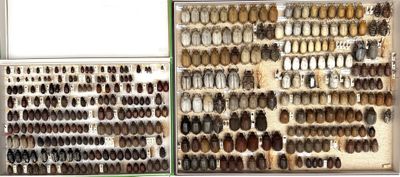 many different types of knives and spoons on display