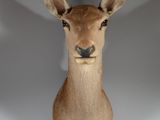 a deer head mounted on the wall of a room