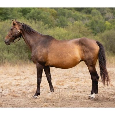 un cheval brun dans un champ, avec des arbres en arrière-plan