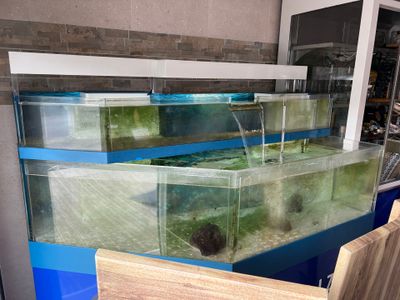 Vivier crustacés HOMARIUM 2 bacs réalisé sur mesure