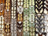 many different types of butterflies on display in a display case