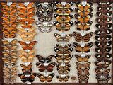 many different types of butterflies displayed in a wooden frame