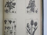 an open book with illustrations of plants and flowers on it