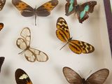 many different types of butterflies displayed in a box