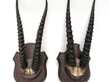 two antelope heads mounted on a wall