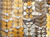 a lot of butterflies that are on display in a box