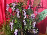 deux plantes en pot posées sur une table