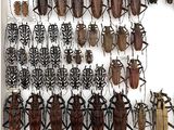 a lot of bugs that are hanging on the wall