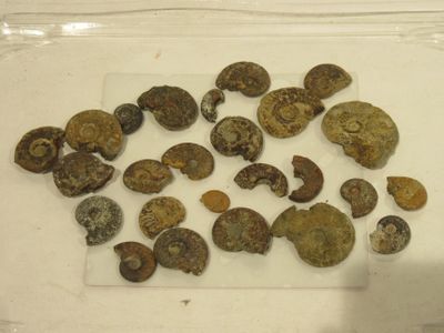 de nombreux types de coquillages différents dans un récipient en plastique