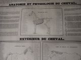 a newspaper with a drawing of a horse and a diagram of a horse