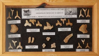a picture of a picture of a display of fossil bones