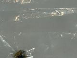un petit insecte qui se trouve dans un sac en plastique