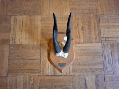 deux cornes posées sur un plancher en bois
