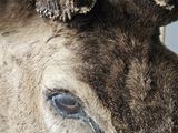 a close up of a deer ' s head with antlers on it ' s head